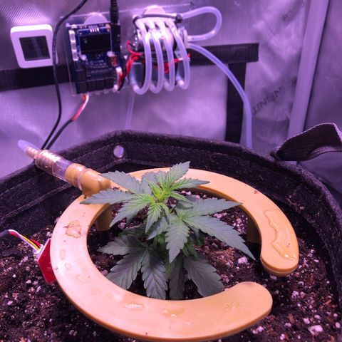 Gold Leaf Auto #2 growlog timeline photo