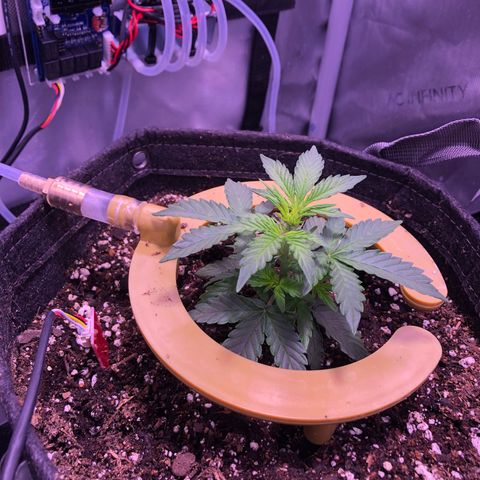 Gold Leaf Auto #2 growlog photo:  The morning after the first watering in the new pot… The leaves look pretty good. I allowed about 10% runoff in yesterday’s watering
