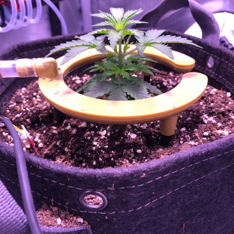 Gold Leaf Auto #2 growlog photo:  The morning after the first watering in the new pot… The leaves look pretty good. I allowed about 10% runoff in yesterday’s watering