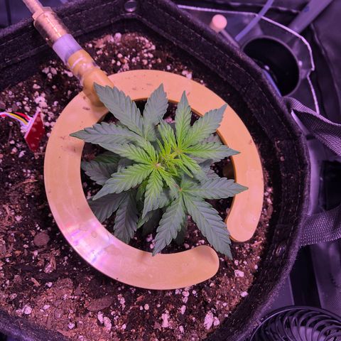 Gold Leaf Auto #2 growlog photo:  The morning after the first watering in the new pot… The leaves look pretty good. I allowed about 10% runoff in yesterday’s watering