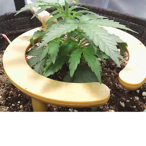 Gold Leaf Auto #2 growlog timeline photo