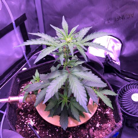 Gold Leaf Auto #2 growlog photo: Curled leaves
