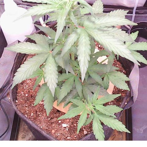 Gold Leaf Auto #2 growlog timeline photo