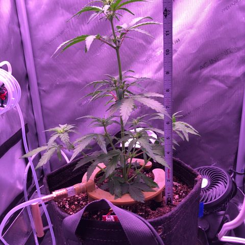 Gold Leaf Auto #2 growlog photo: 14” at 10:20am
