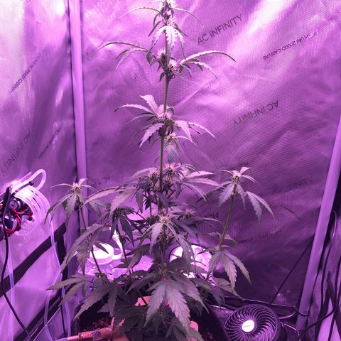 Gold Leaf Auto #2 growlog timeline photo