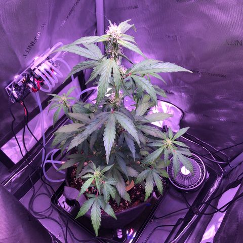 Gold Leaf Auto #2 growlog timeline photo