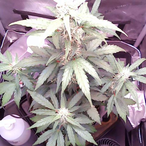 Gold Leaf Auto #2 growlog timeline photo