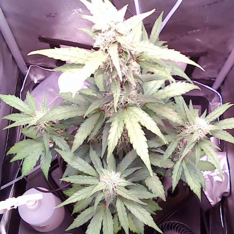 Gold Leaf Auto #2 growlog timeline photo