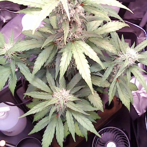 Gold Leaf Auto #2 growlog timeline photo