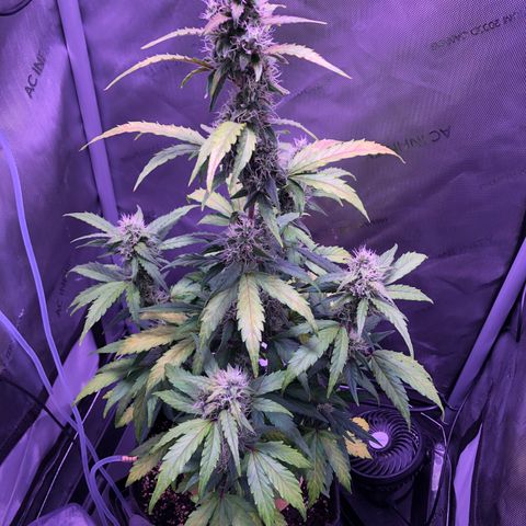 Gold Leaf Auto #2 growlog photo: Some yellowing of leaves