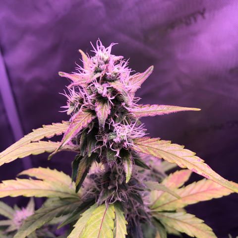 Gold Leaf Auto #2 growlog photo: Some yellowing of leaves