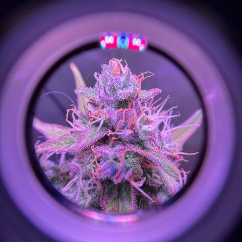 Gold Leaf Auto #2 growlog photo: Closeups