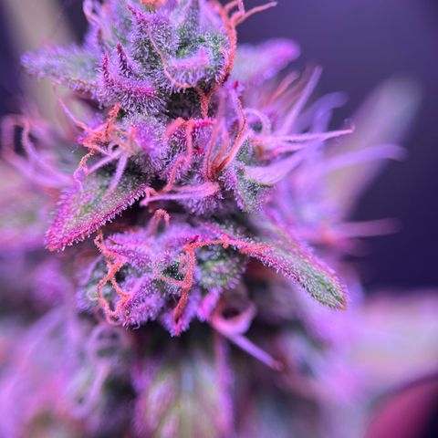 Gold Leaf Auto #2 growlog photo: Closeups