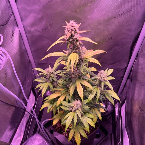 Gold Leaf Auto #2 growlog photo: Closeups