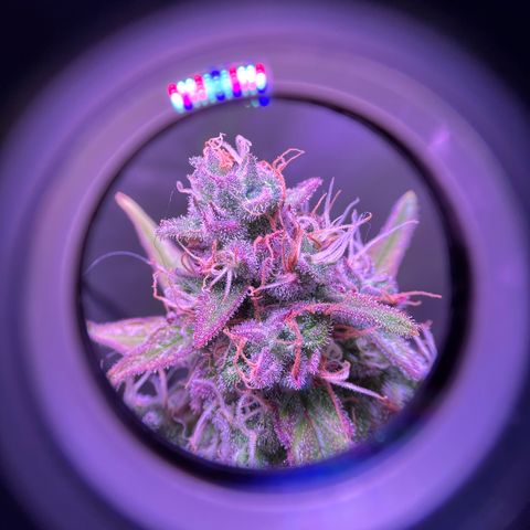 Gold Leaf Auto #2 growlog timeline photo