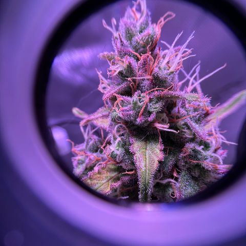 Gold Leaf Auto #2 growlog timeline photo
