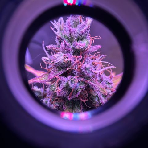 Gold Leaf Auto #2 growlog timeline photo