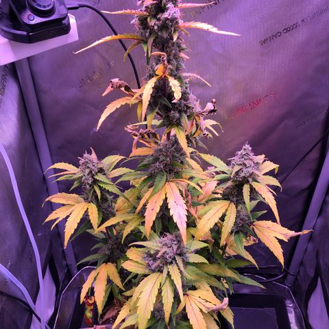 Gold Leaf Auto #2 growlog timeline photo