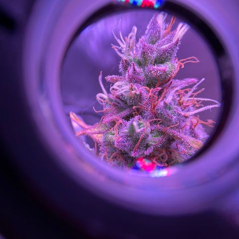 Gold Leaf Auto #2 growlog timeline photo