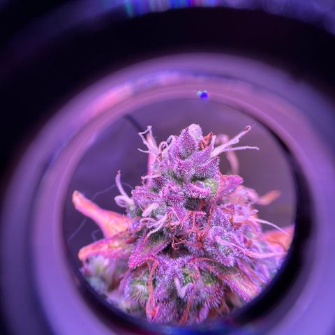 Gold Leaf Auto #2 growlog timeline photo