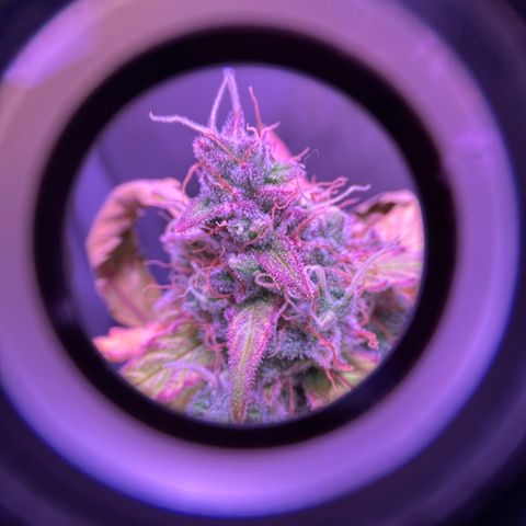 Gold Leaf Auto #2 growlog photo: Nice Photo
