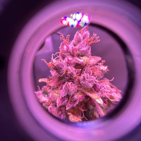 Gold Leaf Auto #2 growlog timeline photo