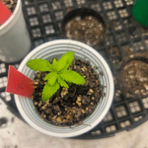 Code Red growlog timeline photo