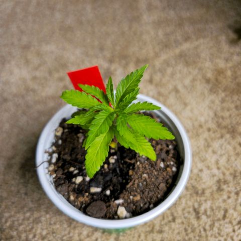 Code Red growlog timeline photo
