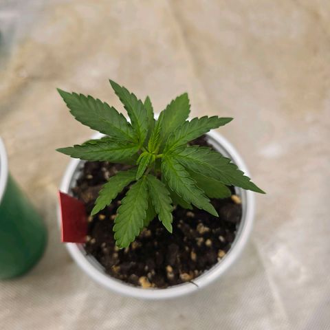 Code Red growlog timeline photo