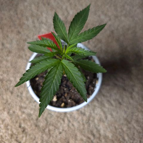 Code Red growlog timeline photo