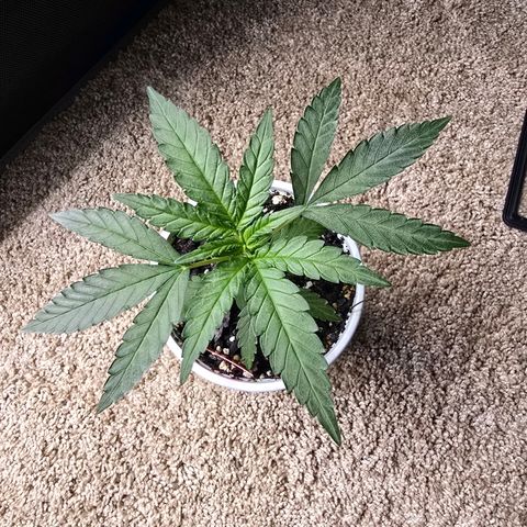 Code Red growlog timeline photo