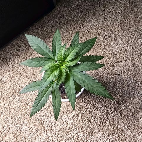 Code Red growlog timeline photo