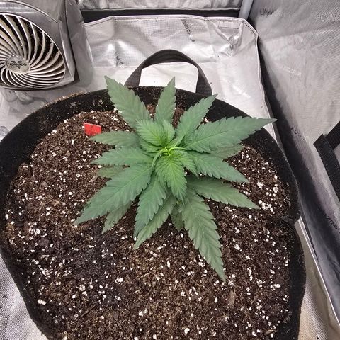 Code Red growlog timeline photo