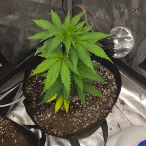 Code Red growlog timeline photo