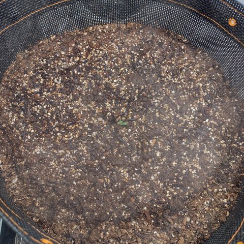 Lemonchello Haze #1 growlog photo