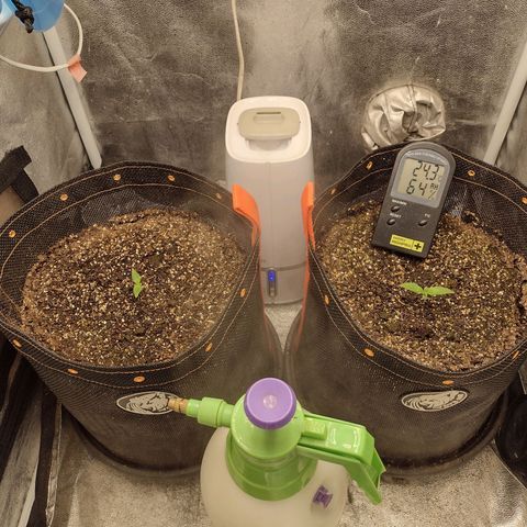 Lemonchello Haze #1 growlog photo