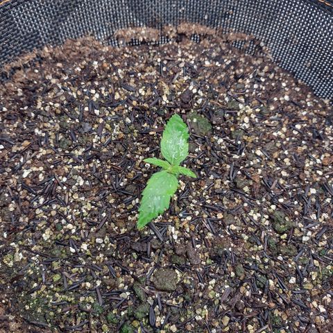 Lemonchello Haze #1 growlog photo