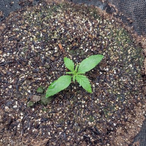 Lemonchello Haze #2 growlog timeline photo