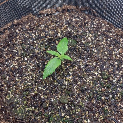 Lemonchello Haze #1 growlog timeline photo