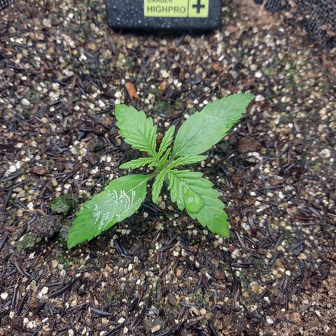 Lemonchello Haze #2 growlog timeline photo
