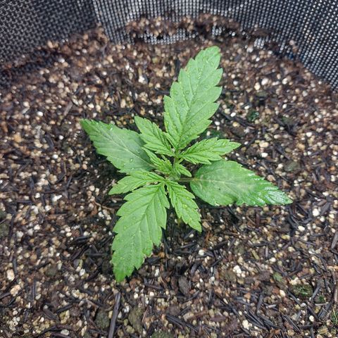 Lemonchello Haze #1 growlog timeline photo