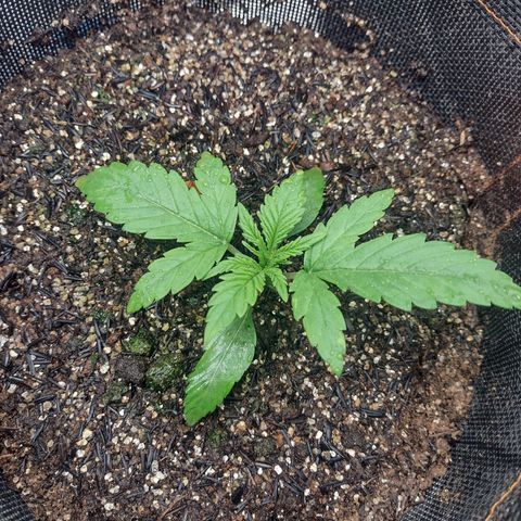 Lemonchello Haze #2 growlog timeline photo