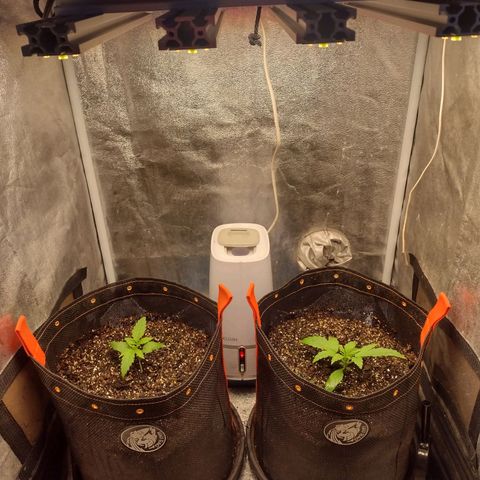 Lemonchello Haze #1 growlog timeline photo
