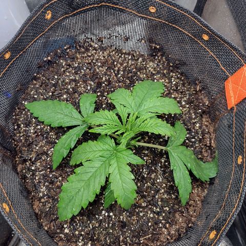 Lemonchello Haze #2 growlog timeline photo
