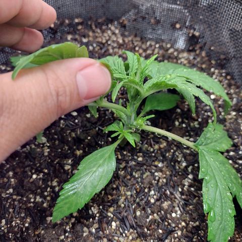 Lemonchello Haze #2 growlog timeline photo