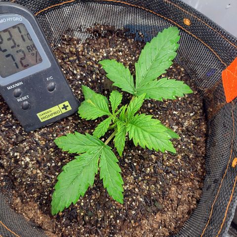 Lemonchello Haze #1 growlog timeline photo