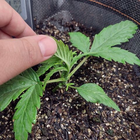 Lemonchello Haze #1 growlog timeline photo