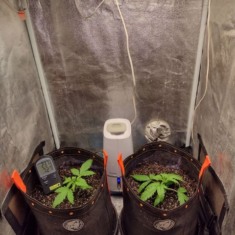 Lemonchello Haze #1 growlog timeline photo
