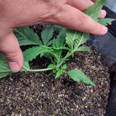 Lemonchello Haze #1 growlog timeline photo