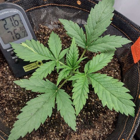 Lemonchello Haze #1 growlog timeline photo